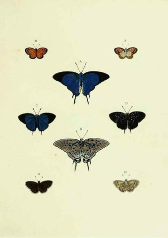 Reproducción/Reproduction 22584487386: De uitlandsche kapellen voorkomende in de drie waereld-deelen, Asia, Africa en America,. Amsteldam,Chez S. J. Baalde;1779-1782.