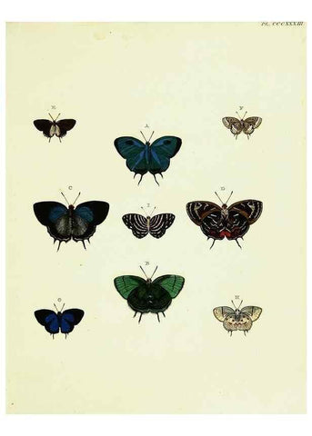 Reproducción/Reproduction 22584490636: De uitlandsche kapellen voorkomende in de drie waereld-deelen, Asia, Africa en America,. Amsteldam,Chez S. J. Baalde;1779-1782.