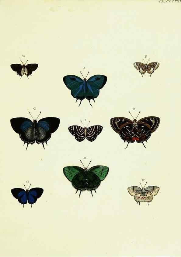 Reproducción/Reproduction 22584490636: De uitlandsche kapellen voorkomende in de drie waereld-deelen, Asia, Africa en America,. Amsteldam,Chez S. J. Baalde;1779-1782.