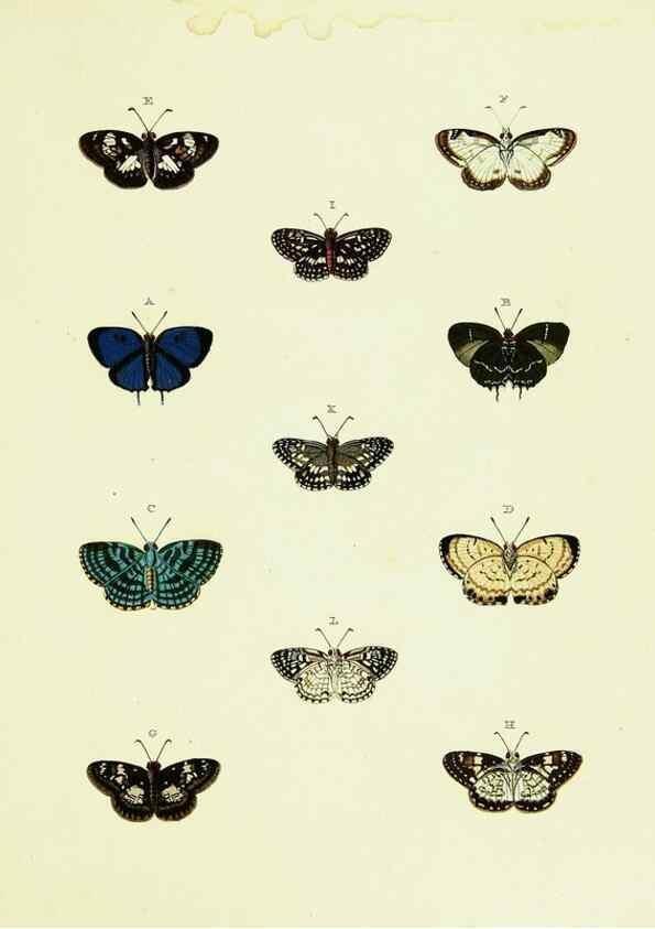 Reproducción/Reproduction 22621725581: De uitlandsche kapellen voorkomende in de drie waereld-deelen, Asia, Africa en America,. Amsteldam,Chez S. J. Baalde;1779-1782.