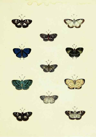 Reproducción/Reproduction 22621725581: De uitlandsche kapellen voorkomende in de drie waereld-deelen, Asia, Africa en America,. Amsteldam,Chez S. J. Baalde;1779-1782.