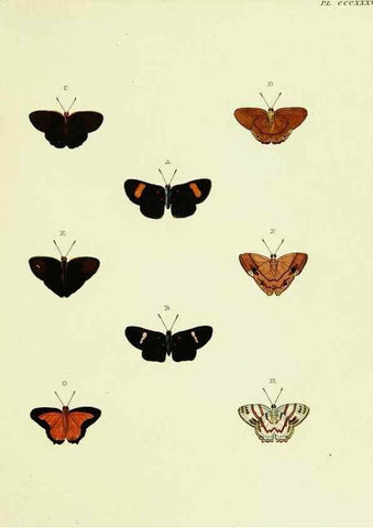 Reproducción/Reproduction 22610510465: De uitlandsche kapellen voorkomende in de drie waereld-deelen, Asia, Africa en America,. Amsteldam,Chez S. J. Baalde;1779-1782.