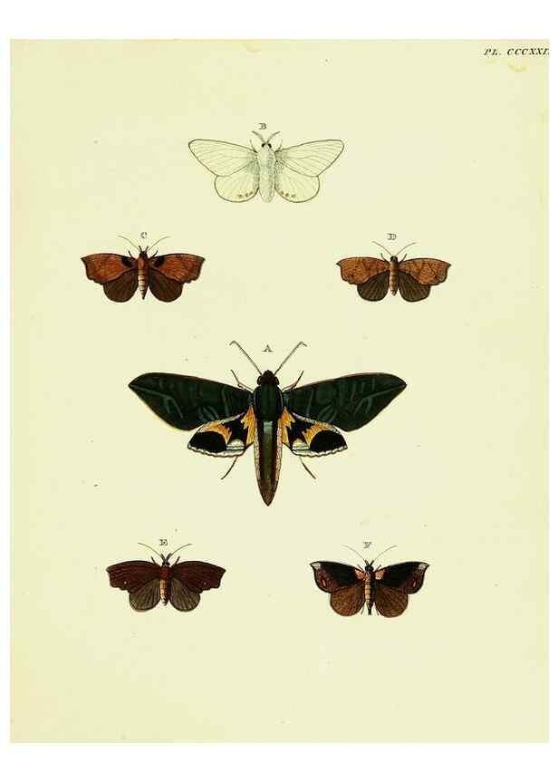 Reproducción/Reproduction 22610452345: De uitlandsche kapellen voorkomende in de drie waereld-deelen, Asia, Africa en America,. Amsteldam,Chez S. J. Baalde;1779-1782.