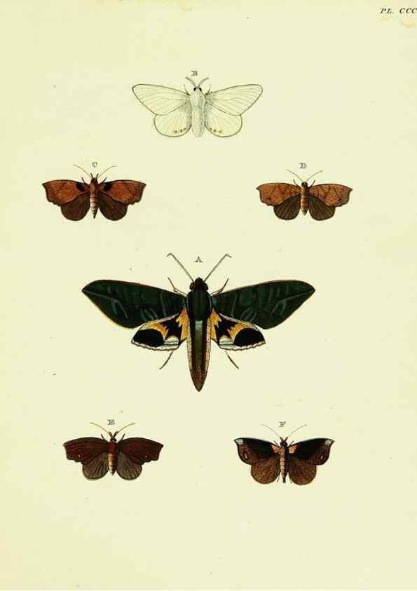 Reproducción/Reproduction 22610452345: De uitlandsche kapellen voorkomende in de drie waereld-deelen, Asia, Africa en America,. Amsteldam,Chez S. J. Baalde;1779-1782.