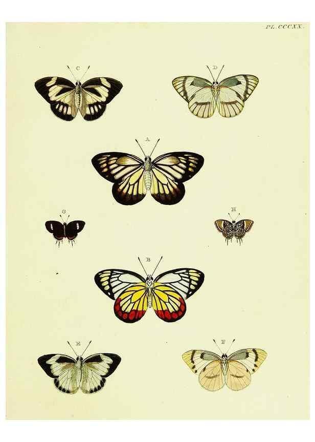 Reproducción/Reproduction 22584441276: De uitlandsche kapellen voorkomende in de drie waereld-deelen, Asia, Africa en America,. Amsteldam,Chez S. J. Baalde;1779-1782.