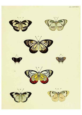 Reproducción/Reproduction 22584441276: De uitlandsche kapellen voorkomende in de drie waereld-deelen, Asia, Africa en America,. Amsteldam,Chez S. J. Baalde;1779-1782.