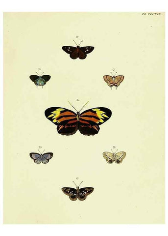 Reproducción/Reproduction 22621668611: De uitlandsche kapellen voorkomende in de drie waereld-deelen, Asia, Africa en America,. Amsteldam,Chez S. J. Baalde;1779-1782.