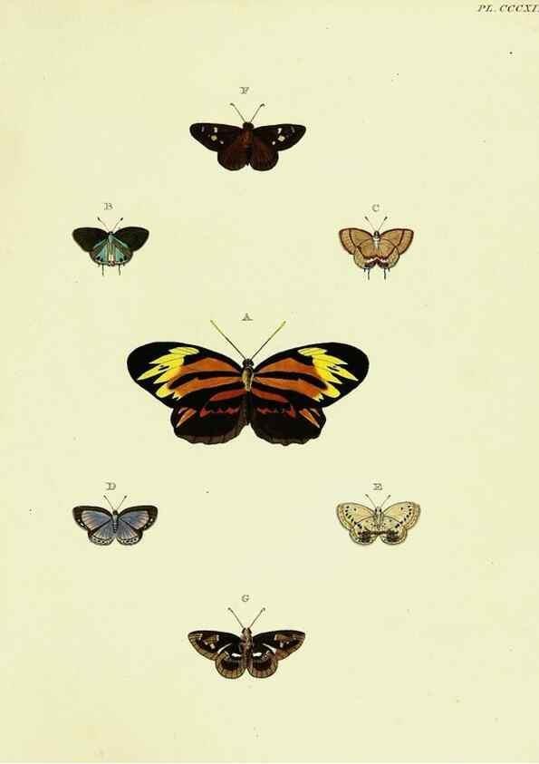 Reproducción/Reproduction 22621668611: De uitlandsche kapellen voorkomende in de drie waereld-deelen, Asia, Africa en America,. Amsteldam,Chez S. J. Baalde;1779-1782.