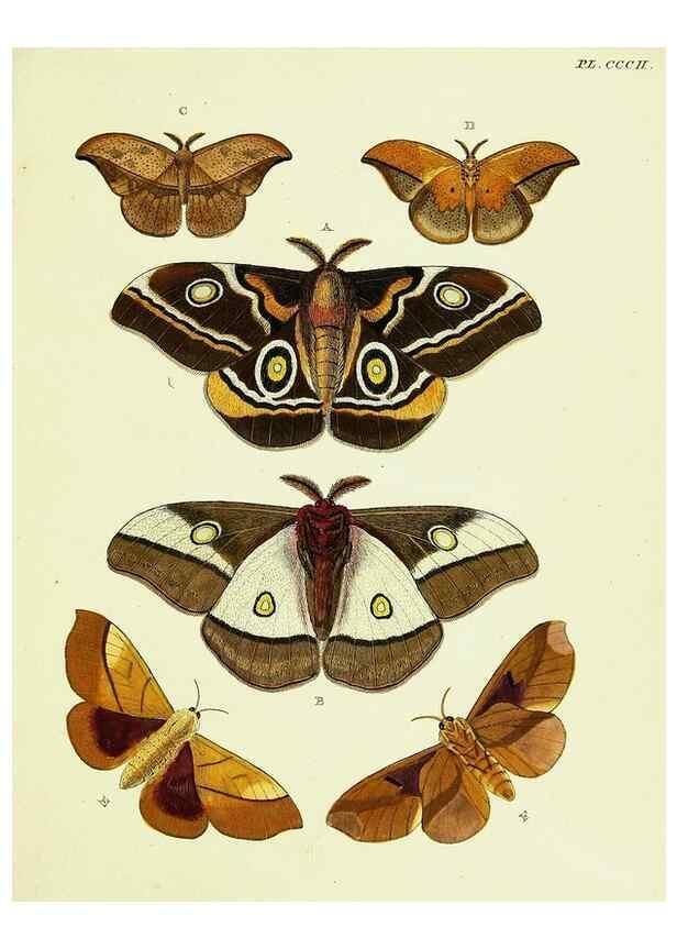 Reproducción/Reproduction 22621582101: De uitlandsche kapellen voorkomende in de drie waereld-deelen, Asia, Africa en America,. Amsteldam,Chez S. J. Baalde;1779-1782.