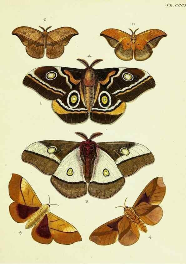 Reproducción/Reproduction 22621582101: De uitlandsche kapellen voorkomende in de drie waereld-deelen, Asia, Africa en America,. Amsteldam,Chez S. J. Baalde;1779-1782.