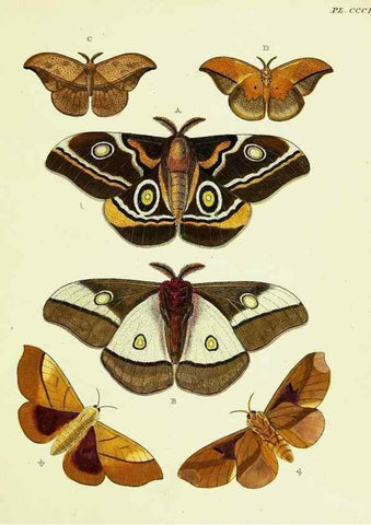 Reproducción/Reproduction 22621582101: De uitlandsche kapellen voorkomende in de drie waereld-deelen, Asia, Africa en America,. Amsteldam,Chez S. J. Baalde;1779-1782.