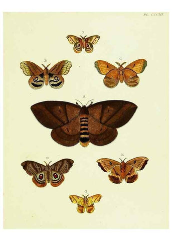 Reproducción/Reproduction 22596836332: De uitlandsche kapellen voorkomende in de drie waereld-deelen, Asia, Africa en America,. Amsteldam,Chez S. J. Baalde;1779-1782.