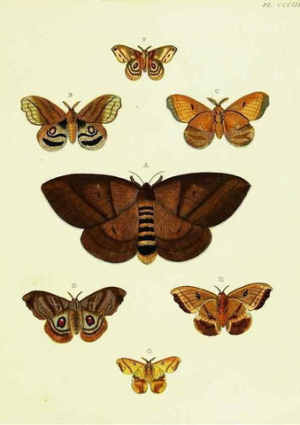 Reproducción/Reproduction 22596836332: De uitlandsche kapellen voorkomende in de drie waereld-deelen, Asia, Africa en America,. Amsteldam,Chez S. J. Baalde;1779-1782.