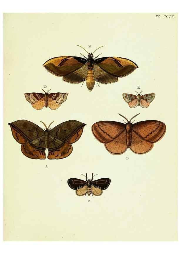 Reproducción/Reproduction 22596847272: De uitlandsche kapellen voorkomende in de drie waereld-deelen, Asia, Africa en America,. Amsteldam,Chez S. J. Baalde;1779-1782.