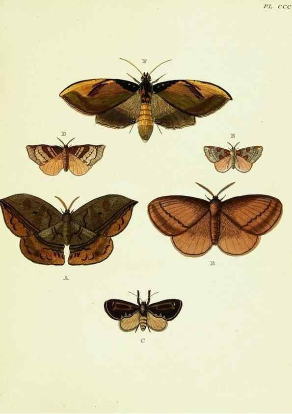 Reproducción/Reproduction 22596847272: De uitlandsche kapellen voorkomende in de drie waereld-deelen, Asia, Africa en America,. Amsteldam,Chez S. J. Baalde;1779-1782.