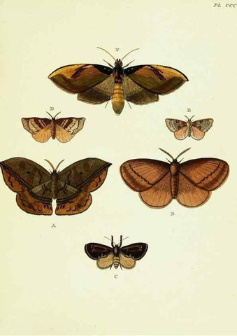 Reproducción/Reproduction 22596847272: De uitlandsche kapellen voorkomende in de drie waereld-deelen, Asia, Africa en America,. Amsteldam,Chez S. J. Baalde;1779-1782.