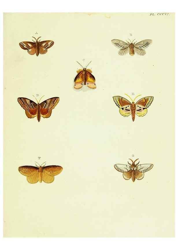 Reproducción/Reproduction 22610379945: De uitlandsche kapellen voorkomende in de drie waereld-deelen, Asia, Africa en America,. Amsteldam,Chez S. J. Baalde;1779-1782.