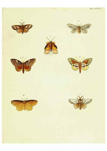 Reproducción/Reproduction 22610379945: De uitlandsche kapellen voorkomende in de drie waereld-deelen, Asia, Africa en America,. Amsteldam,Chez S. J. Baalde;1779-1782.