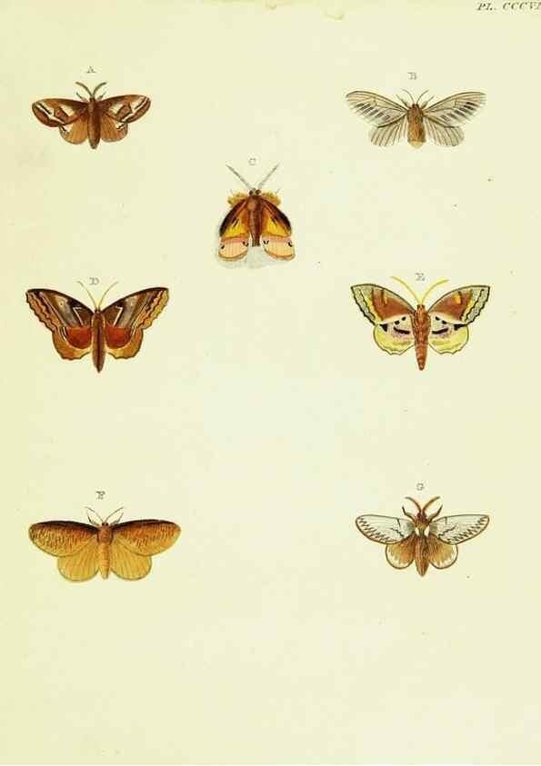 Reproducción/Reproduction 22610379945: De uitlandsche kapellen voorkomende in de drie waereld-deelen, Asia, Africa en America,. Amsteldam,Chez S. J. Baalde;1779-1782.