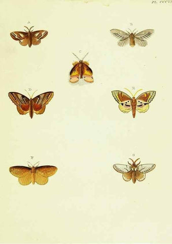 Reproducción/Reproduction 22610379945: De uitlandsche kapellen voorkomende in de drie waereld-deelen, Asia, Africa en America,. Amsteldam,Chez S. J. Baalde;1779-1782.