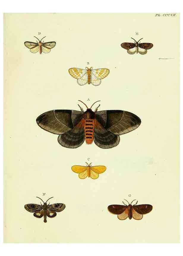 Reproducción/Reproduction 22584376886: De uitlandsche kapellen voorkomende in de drie waereld-deelen, Asia, Africa en America,. Amsteldam,Chez S. J. Baalde;1779-1782.