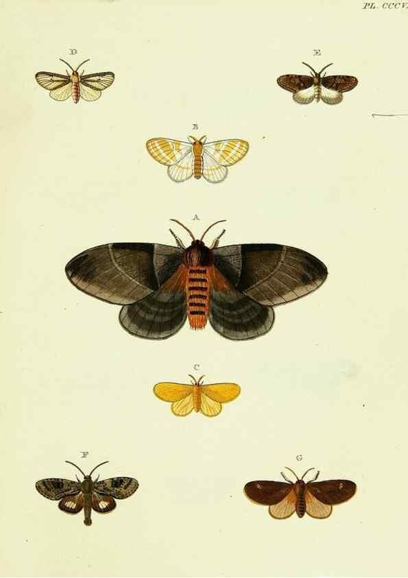 Reproducción/Reproduction 22584376886: De uitlandsche kapellen voorkomende in de drie waereld-deelen, Asia, Africa en America,. Amsteldam,Chez S. J. Baalde;1779-1782.