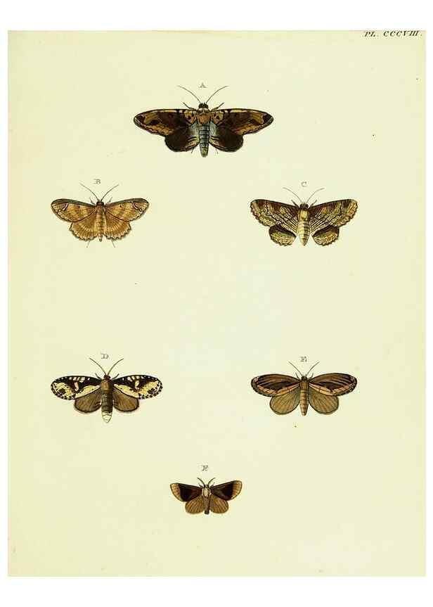 Reproducción/Reproduction 22621609461: De uitlandsche kapellen voorkomende in de drie waereld-deelen, Asia, Africa en America,. Amsteldam,Chez S. J. Baalde;1779-1782.