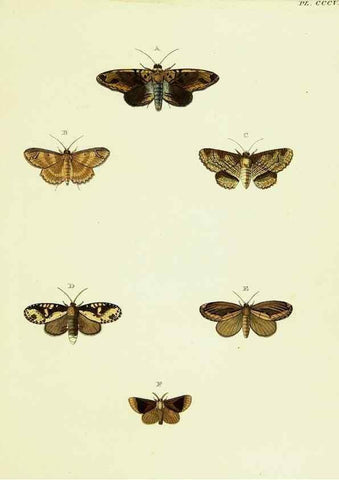 Reproducción/Reproduction 22621609461: De uitlandsche kapellen voorkomende in de drie waereld-deelen, Asia, Africa en America,. Amsteldam,Chez S. J. Baalde;1779-1782.