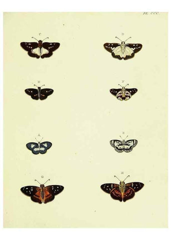 Reproducción/Reproduction 22422425820: De uitlandsche kapellen voorkomende in de drie waereld-deelen, Asia, Africa en America,. Amsteldam,Chez S. J. Baalde;1779-1782.