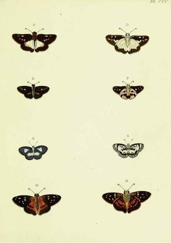 Reproducción/Reproduction 22422425820: De uitlandsche kapellen voorkomende in de drie waereld-deelen, Asia, Africa en America,. Amsteldam,Chez S. J. Baalde;1779-1782.