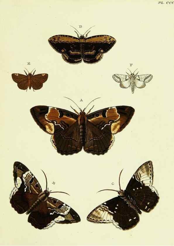 Reproducción/Reproduction 21989233313: De uitlandsche kapellen voorkomende in de drie waereld-deelen, Asia, Africa en America,. Amsteldam,Chez S. J. Baalde;1779-1782.