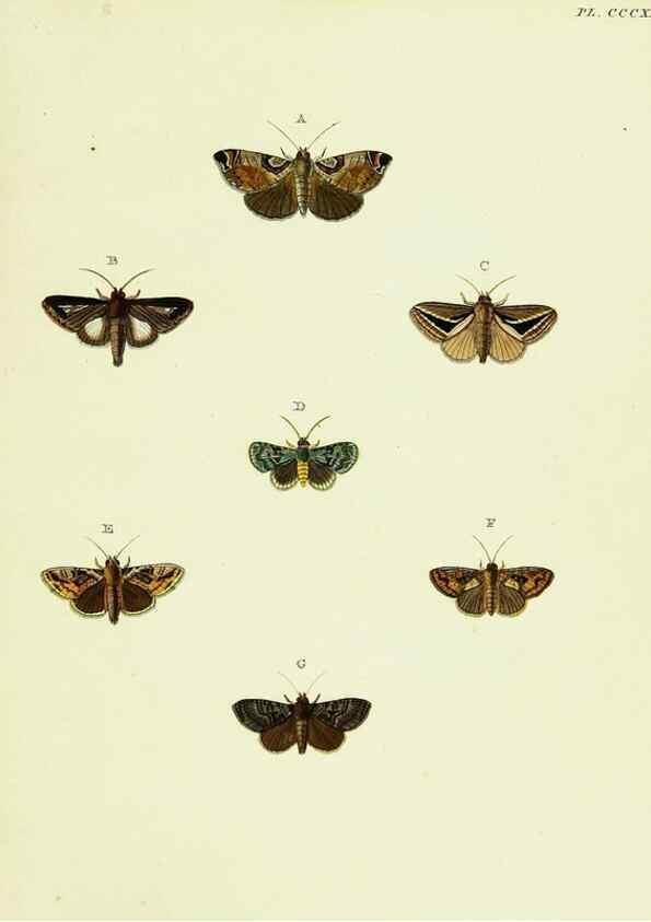 Reproducción/Reproduction 22621620151: De uitlandsche kapellen voorkomende in de drie waereld-deelen, Asia, Africa en America,. Amsteldam,Chez S. J. Baalde;1779-1782.