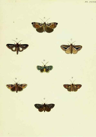 Reproducción/Reproduction 22621620151: De uitlandsche kapellen voorkomende in de drie waereld-deelen, Asia, Africa en America,. Amsteldam,Chez S. J. Baalde;1779-1782.