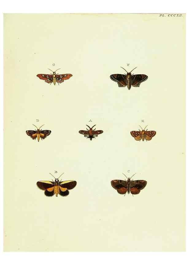 Reproducción/Reproduction 22610404235: De uitlandsche kapellen voorkomende in de drie waereld-deelen, Asia, Africa en America,. Amsteldam,Chez S. J. Baalde;1779-1782.