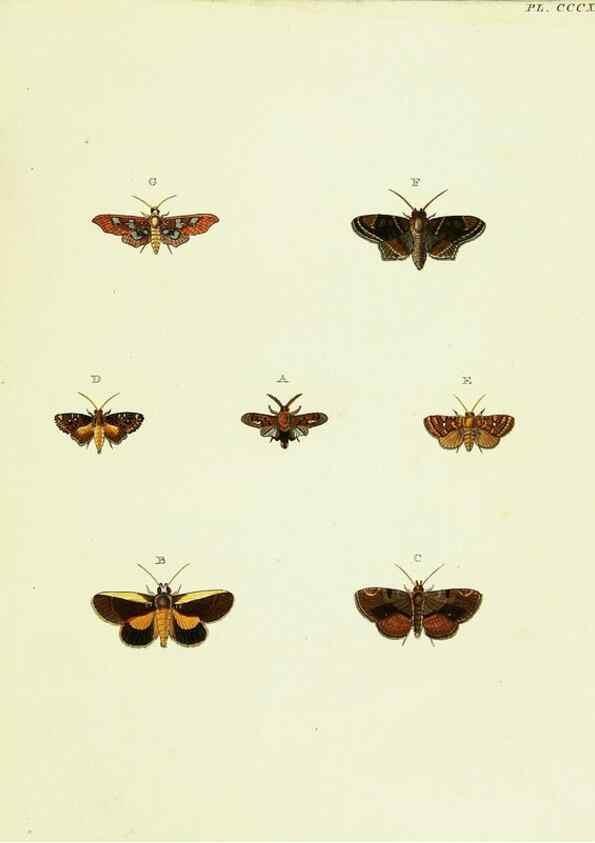 Reproducción/Reproduction 22610404235: De uitlandsche kapellen voorkomende in de drie waereld-deelen, Asia, Africa en America,. Amsteldam,Chez S. J. Baalde;1779-1782.