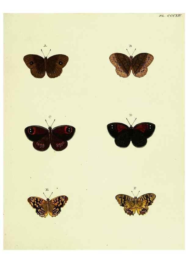 Reproducción/Reproduction 22584412206: De uitlandsche kapellen voorkomende in de drie waereld-deelen, Asia, Africa en America,. Amsteldam,Chez S. J. Baalde;1779-1782.