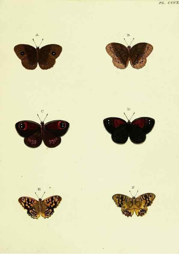 Reproducción/Reproduction 22584412206: De uitlandsche kapellen voorkomende in de drie waereld-deelen, Asia, Africa en America,. Amsteldam,Chez S. J. Baalde;1779-1782.
