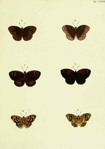 Reproducción/Reproduction 22584412206: De uitlandsche kapellen voorkomende in de drie waereld-deelen, Asia, Africa en America,. Amsteldam,Chez S. J. Baalde;1779-1782.