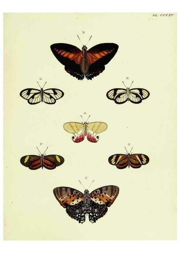 Reproducción/Reproduction 22422498540: De uitlandsche kapellen voorkomende in de drie waereld-deelen, Asia, Africa en America,. Amsteldam,Chez S. J. Baalde;1779-1782.