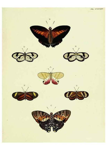 Reproducción/Reproduction 22422498540: De uitlandsche kapellen voorkomende in de drie waereld-deelen, Asia, Africa en America,. Amsteldam,Chez S. J. Baalde;1779-1782.