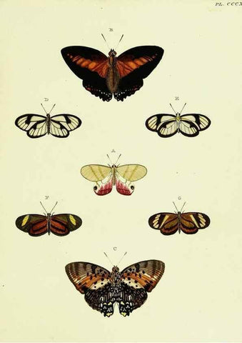 Reproducción/Reproduction 22422498540: De uitlandsche kapellen voorkomende in de drie waereld-deelen, Asia, Africa en America,. Amsteldam,Chez S. J. Baalde;1779-1782.