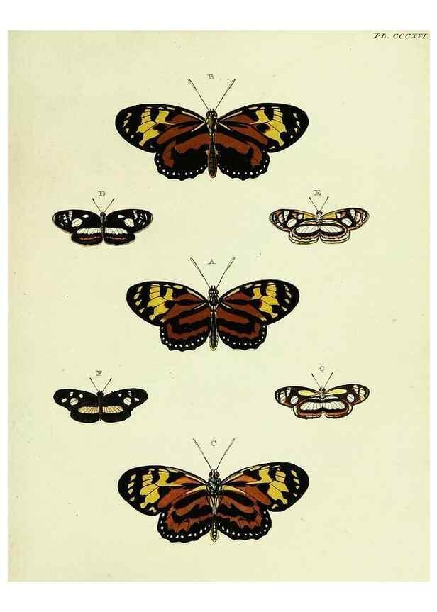 Reproducción/Reproduction 22584418876: De uitlandsche kapellen voorkomende in de drie waereld-deelen, Asia, Africa en America,. Amsteldam,Chez S. J. Baalde;1779-1782.