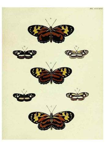 Reproducción/Reproduction 22584418876: De uitlandsche kapellen voorkomende in de drie waereld-deelen, Asia, Africa en America,. Amsteldam,Chez S. J. Baalde;1779-1782.