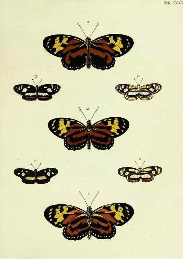 Reproducción/Reproduction 22584418876: De uitlandsche kapellen voorkomende in de drie waereld-deelen, Asia, Africa en America,. Amsteldam,Chez S. J. Baalde;1779-1782.