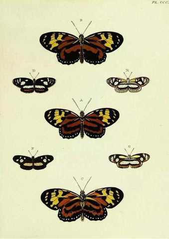 Reproducción/Reproduction 22584418876: De uitlandsche kapellen voorkomende in de drie waereld-deelen, Asia, Africa en America,. Amsteldam,Chez S. J. Baalde;1779-1782.