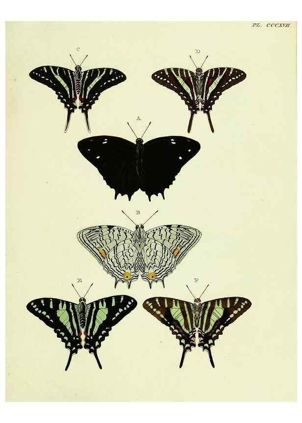 Reproducción/Reproduction 22422506610: De uitlandsche kapellen voorkomende in de drie waereld-deelen, Asia, Africa en America,. Amsteldam,Chez S. J. Baalde;1779-1782.
