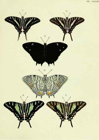 Reproducción/Reproduction 22422506610: De uitlandsche kapellen voorkomende in de drie waereld-deelen, Asia, Africa en America,. Amsteldam,Chez S. J. Baalde;1779-1782.