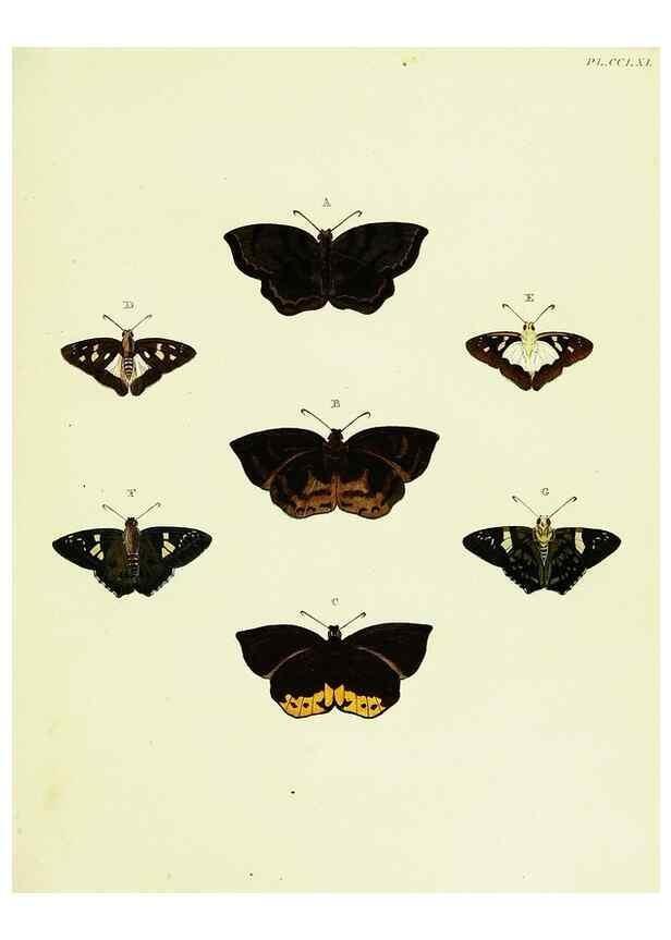 Reproducción/Reproduction 22621403891: De uitlandsche kapellen voorkomende in de drie waereld-deelen, Asia, Africa en America,. Amsteldam,Chez S. J. Baalde;1779-1782.