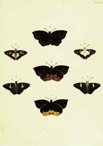 Reproducción/Reproduction 22621403891: De uitlandsche kapellen voorkomende in de drie waereld-deelen, Asia, Africa en America,. Amsteldam,Chez S. J. Baalde;1779-1782.