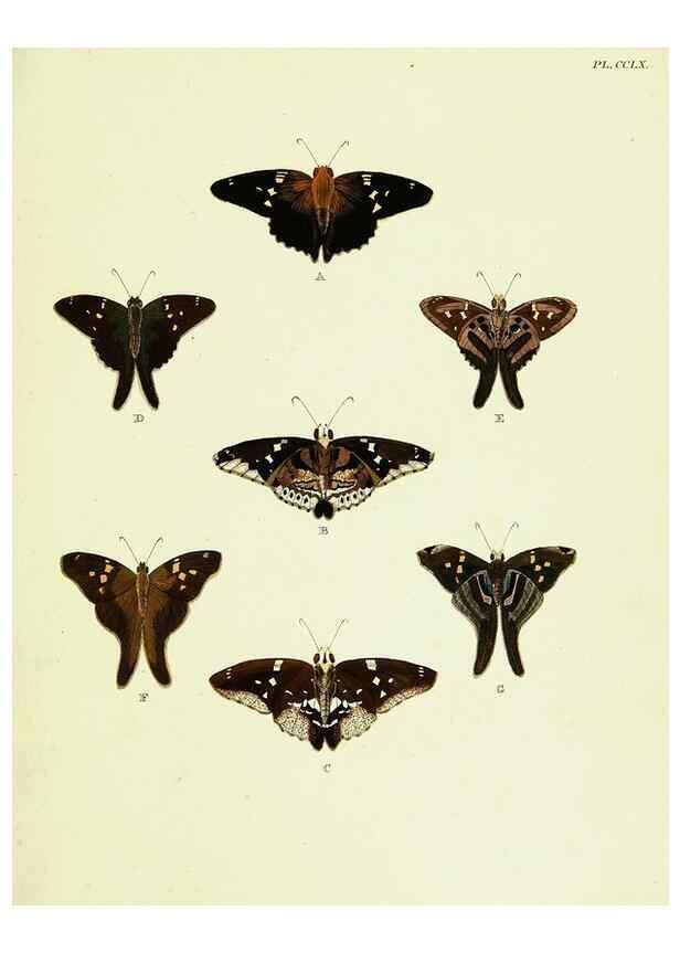 Reproducción/Reproduction 22621400171: De uitlandsche kapellen voorkomende in de drie waereld-deelen, Asia, Africa en America,. Amsteldam,Chez S. J. Baalde;1779-1782.